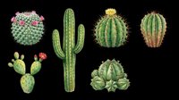 Cactus collection isolated on transparent background, ready for t-shirt design, clipart, stickers, sublimation and print-on-demand products.