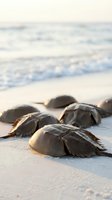 Horseshoe crabs on sandy beach at sunset with soft ocean waves in background creating peaceful coastal wildlife scene for nature and marine biology content.