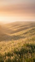Aerial view of rolling hills covered in golden wheat fields during sunset, with warm sunlight casting across the landscape for agricultural and nature backgrounds.