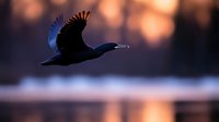 Silhouette of cormorant bird in flight against sunset sky with blurred water reflection and bokeh background at dusk.