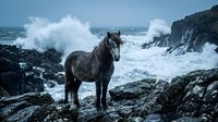 Dark horse standing on rocky coastal shore with crashing ocean waves and dramatic seascape backdrop for equine, nature and adventure themes.
