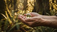 Hands holding crystal ball in forest with golden sunlight streaming through trees creating magical atmosphere for meditation and spiritual practices.