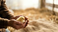 Farmer holding newborn yellow chick in hands on rural farm with blurred barn background, depicting agricultural care and poultry farming.