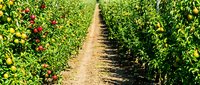 Straight dirt path running through lush green tomato plants with ripe red fruit ready for harvest in agricultural field during growing season.