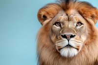Majestic male lion head portrait with intense gaze against light blue background, showcasing detailed facial features and distinctive golden-brown mane.