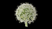 Allium flower head with delicate pale green and white clustered blooms isolated on transparent background, ready for design use in clipart, sublimation, print-on-demand products, and digital crafts.
