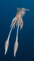 Squid swimming in deep blue ocean water with long tentacles extended showing suction cups and marine cephalopod anatomy for underwater wildlife photography.