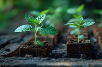Young coffee plant seedlings growing in organic soil cubes, perfect for agriculture, farming, and sustainable development concepts. Natural light highlights fresh green leaves.