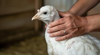 Close-up of hands gently holding a white young poultry bird with soft feathers, showcasing animal care and farming practices for agricultural and educational content.
