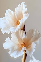 Delicate white hibiscus flowers with ruffled petals and golden stamens on neutral background, macro photography showing fine texture and soft natural lighting.