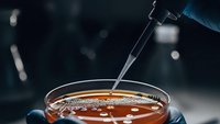 Laboratory technician using dropper pipette to extract amber liquid sample from petri dish for scientific research and chemical analysis testing.