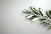 Fresh olive branch with silvery green leaves on light neutral background, minimalist botanical composition for wellness and spa designs.