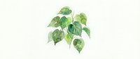 Isolated pothos plant with heart-shaped green leaves on white background, suitable for design projects, web graphics, and botanical illustrations.