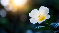 Single white wild rose bloom with yellow center against blurred dark green background in soft evening sunlight, creating dreamy natural bokeh effect.