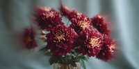 Burgundy chrysanthemum flowers in glass vase against soft blue background, creating elegant contrast for floral arrangements and home decor.