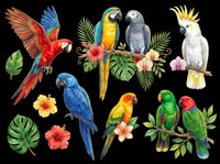Colorful tropical parrots clipart set isolated on transparent background, ready for t-shirt design, stickers, sublimation, and print on demand crafts.