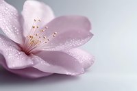 Delicate pink cherry blossom with water droplets on petals against soft gray background, macro photography showing stamen details and morning dew freshness.