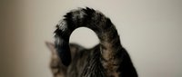 Close-up of dog paw with black and brown fur showing detailed texture and claws against neutral background for pet care and veterinary concepts.