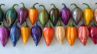 Colorful hot chili peppers arranged in neat rows showing variety of natural colors from purple to orange, red and yellow. Fresh organic produce on light background.