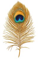 Isolated golden peacock feather with vibrant blue and green eye spot on white background, ready for design projects, textiles, and decorative applications.