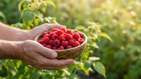 Farmer's hand holding fresh red raspberries in palm at harvest time outdoors in summer garden. Use for agriculture, farming, organic produce, food harvesting.