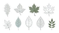 Collection of minimalist botanical leaf illustrations featuring oak, maple and various foliage in outline and filled styles for nature design projects.
