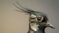 Crested lapwing bird portrait showing detailed feathers and distinctive head crest against neutral background for wildlife photography projects.