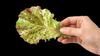 Hand holding fresh green and red lettuce leaf, isolated on transparent background. Ready for food, health, and nutrition designs, stickers, and print on demand.