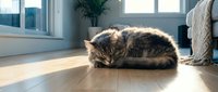 Tabby cat resting on wooden floor in sunlit modern living room with potted plant and furniture visible in background.
