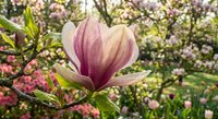 Pink magnolia flower blooming on tree branch with blurred spring garden background. Natural floral scene perfect for seasonal decorating and botanical designs.