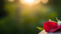 Fresh red strawberry with green leaves on wooden surface with warm golden sunlight and blurred natural background for healthy eating concepts.
