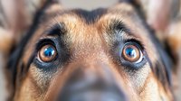 Close up portrait of brown and black dog with striking bright blue eyes showing emotional expression and soulful gaze, focused on eyes area for pet photography.