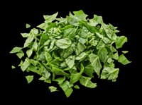 Chopped fresh basil leaves isolated on transparent background, ready for culinary design, recipe graphics, food packaging, cooking blogs, restaurant menus, and print-on-demand kitchen products.