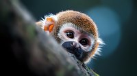 Curious baby monkey peeking from behind tree branch with big expressive eyes and fuzzy orange and brown fur against blurred natural background.