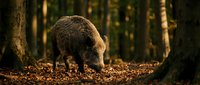Wild boar foraging in autumn forest with golden sunlight filtering through trees, creating warm atmospheric lighting for nature and wildlife content.