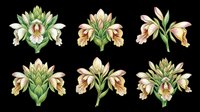 Six detailed botanical flower illustrations in cream and green tones, isolated on transparent background. Great for clipart, stickers, t-shirt design, sublimation, and print on demand.