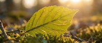 Yellow leaf resting on moss with golden sunlight filtering through, capturing spring renewal and natural growth in macro detail.