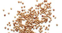 Scattered dried soybeans on white background, isolated organic legumes for healthy cooking and plant-based protein nutrition recipes.