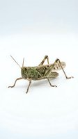 Grasshopper isolated on white background, side view of brown and green insect with long antennae and legs, suitable for educational materials and design projects.