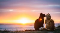 Two cats sitting together watching romantic sunset over ocean horizon with colorful sky. Peaceful moment of companionship and tranquility by the sea.