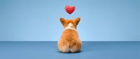 Adorable orange corgi puppy sitting with red heart floating above on blue background for Valentine's Day greeting cards and romantic designs.