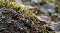 Red ants working together on textured soil surface with moss and natural outdoor lighting creating bokeh effect in forest environment.