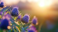 Vibrant purple thistle flowers backlit by golden sunset light, with soft bokeh effect creating dreamy natural atmosphere. Macro nature photography with selective focus.