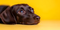 Adorable chocolate Labrador puppy with bright blue eyes lying down against vibrant yellow background, looking up with innocent expression. Pet photography.
