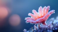 Delicate pink flower covered in morning frost crystals against blurred dark blue background with bokeh lights, creating magical winter nature macro photography.