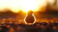 Baby duckling silhouette backlit by golden sunset light, standing on textured ground with glowing rim light effect creating magical atmospheric nature scene.