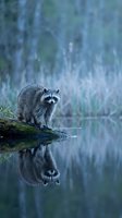 Raccoon sitting on mossy log by calm water with reflection in serene forest wetland habitat during twilight hours for wildlife photography projects.