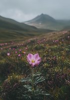 Pink wildflower blooming in mountain meadow with misty peaks in background, moody atmospheric nature landscape with soft morning light and wild flora.
