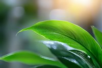 Fresh green leaf with morning dew drops in soft focus, natural bokeh background creates dreamy atmosphere. Macro nature photography shows plant detail.