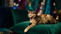 Adorable tortoiseshell kitten relaxing on emerald green velvet sofa with colorful bokeh lights creating warm festive atmosphere for holiday celebrations.